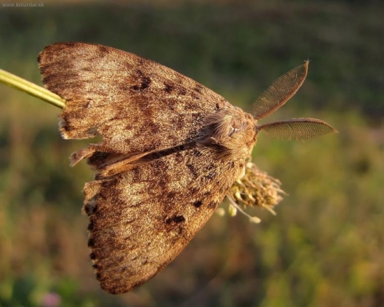 mníška veľkohlavá