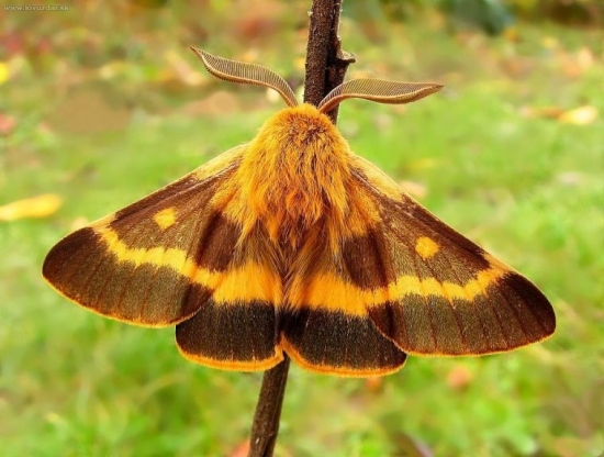 Papriadkovec jastrabníkový