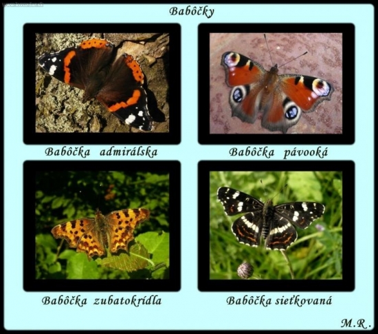 Babôčky žijúce u nás