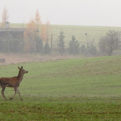 Takto sme ich fotili 