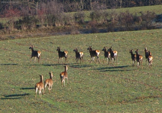 Trináska =)
