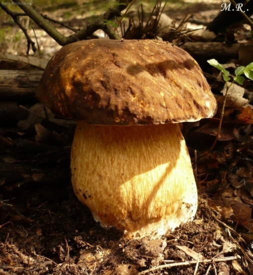 Hrýb bronzový-fakt veľký bol!:)