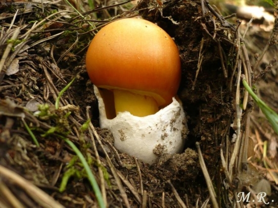 Muchotrávka cisárska