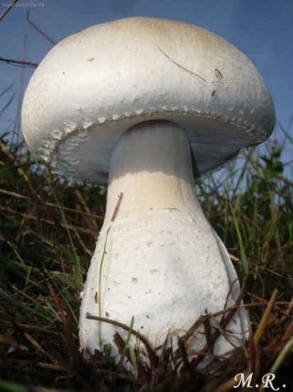 Pečiarka snehobiela