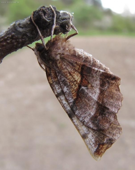 Listnatka dvojmesiačková