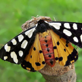 Arctia villica -spriadač ostružinový