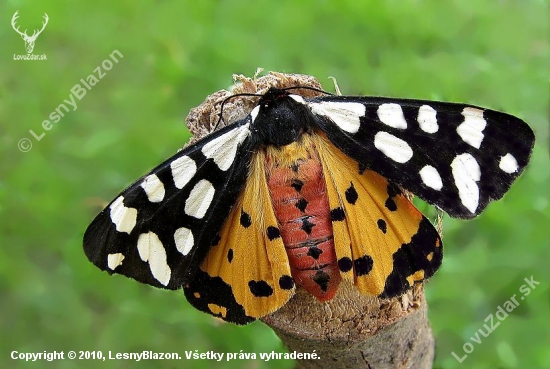 Arctia villica -spriadač ostružinový