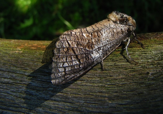 Drevotoč obyčajný-Cossus cossus