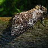 Drevotoč obyčajný-Cossus cossus