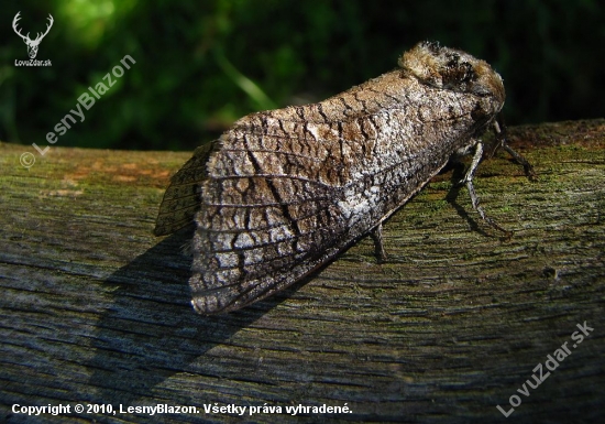 Drevotoč obyčajný-Cossus cossus