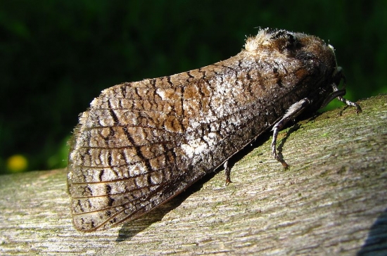 Drevotoč Obyčajný-Cossus cossus