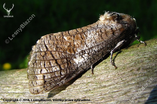 Drevotoč Obyčajný-Cossus cossus