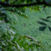 Srpnový večer - čas říje.