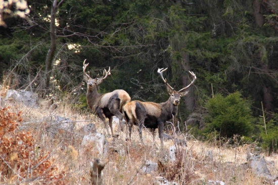 Mládenci ešte nezhodili ...