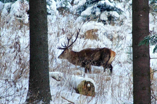 Zháňam niečo pod zub ...