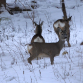 Jednorožec tatranský