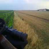 Včera večer u kukuřice ,Dva knouři.