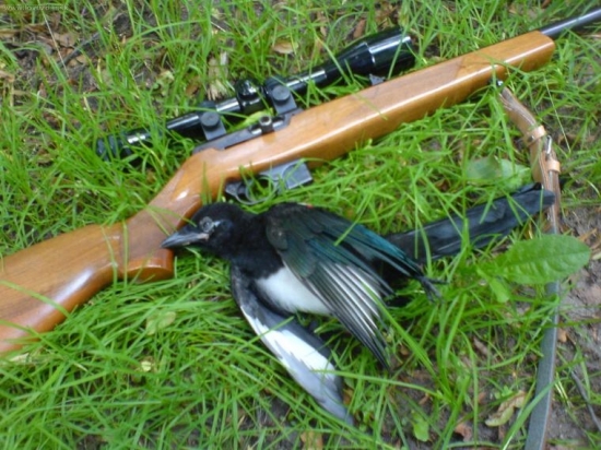 Dnes ráno na procházce...