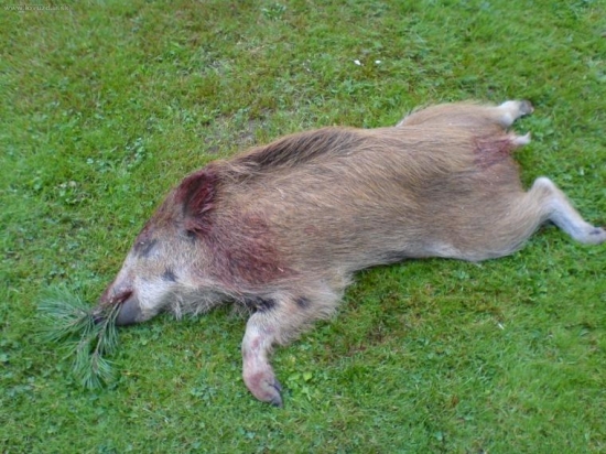 Dnes ráno u kukuřice......