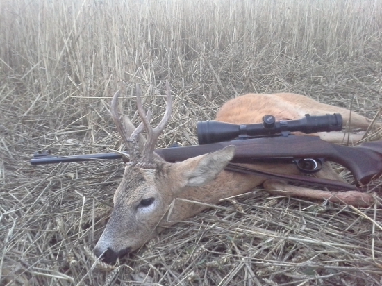 Srnec.věk.3 roky váha 15kg