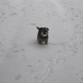 Xaxo a zima..................