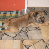 Po honě na bažanty........