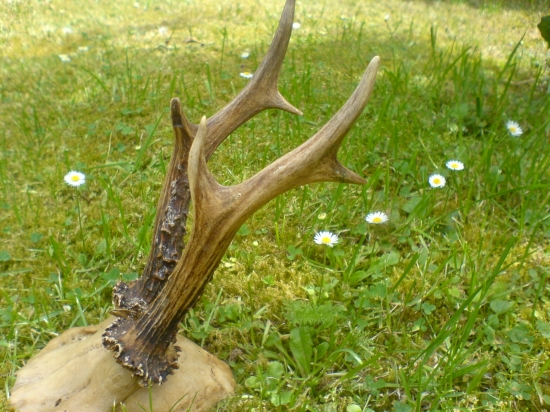 Škoda ho....................