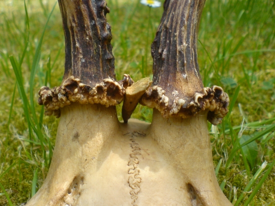 Škoda ho....................