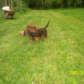 Dina kamenny most-prva vlecka v 3mes. a nasledny aport