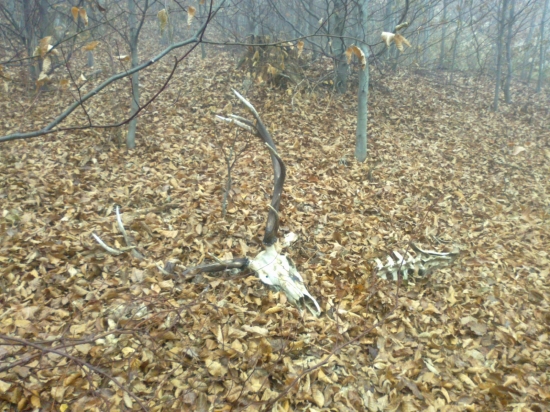 Spomienka zo spoločnej poľovačky