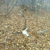 Spomienka zo spoločnej poľovačky