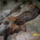 Doma cvicim na diviacikovi:)