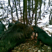 Na hosťovskej polovacke