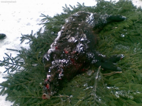 Na hosťovskej polovacke