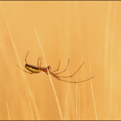 speider