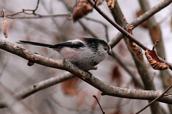 mlynarka dlhochvosta