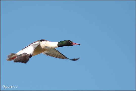 letovka- nieco z archivu