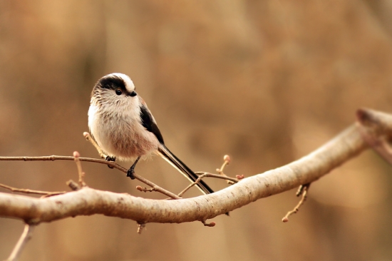 mlynarka dlhochovosta