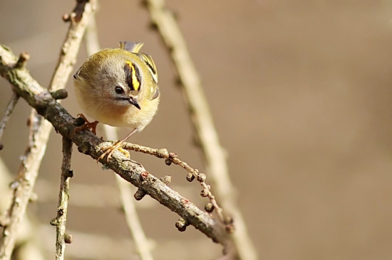 privabeny kralicek zlatohlavy