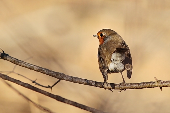 za chrbtom je fotograf :-)