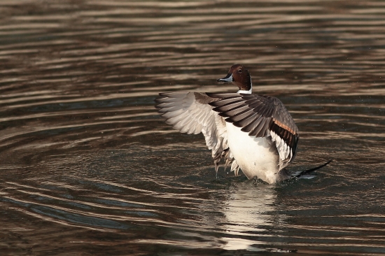 vtej zime traba aj trocha pohybu