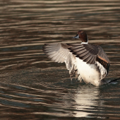 vtej zime traba aj trocha pohybu