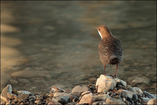 aky den ma dneska caka??