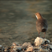 aky den ma dneska caka??
