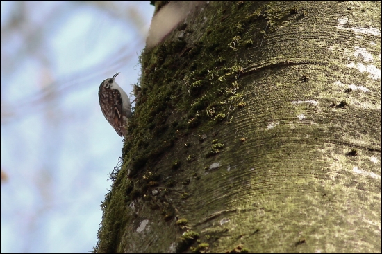 korovnik dlho ci kratkoprsty???