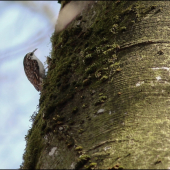 korovnik dlho ci kratkoprsty???