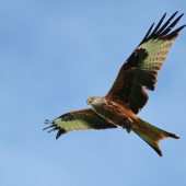 haja cervena s ulovkom