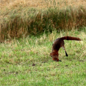 àààààààà Hopp