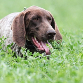 Una z Potônskej lúky