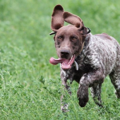 Una z Potônskej lúky